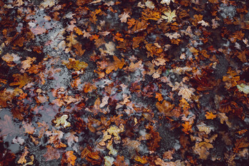 fallen autumn leaves in water with melted snow