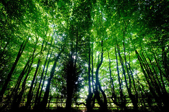Sun rays through the forest in Normandy, France
