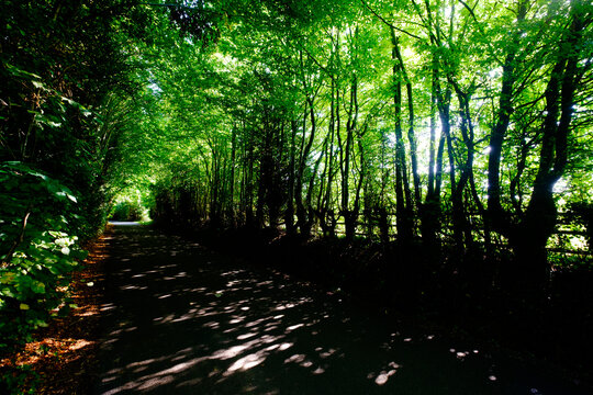 Sun rays through the forest in Normandy, France