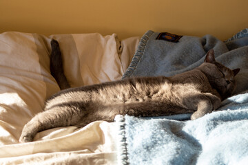 British shorthair cat sleeping on a bed with a blue blanket