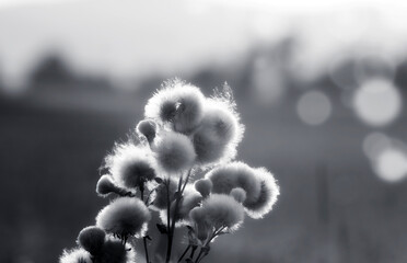 Flowering meadow  Black & White - 394463689