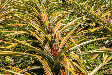Ecuador. Galapagos island Isabella. Pineapple plants with a growing fruit © Angela Meier