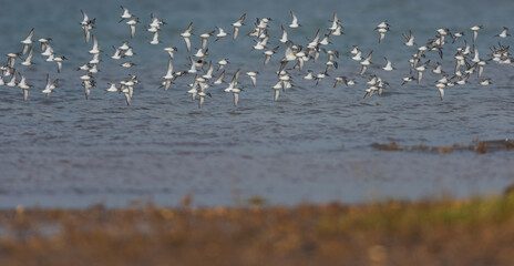 Dunlin (Calidris alpina) birds in flight at a low tide