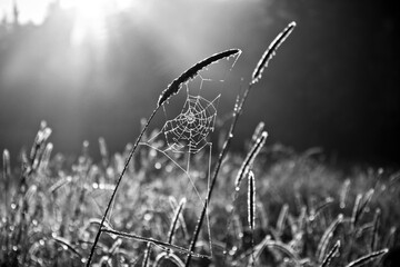 Web of a spider against sunrise in the field covered fogs Black & White - 394464406