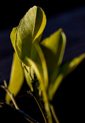 Obraz premium Green leaves in the late afternoon