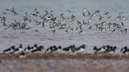 Dunlin (Calidris alpina) Knot (Calidris canutus) and Grey Plover (Pluvialis squatarola) birds in flight at low tide