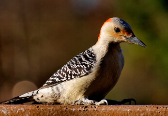 Red-Bellied Woodpecker on the backyard deck