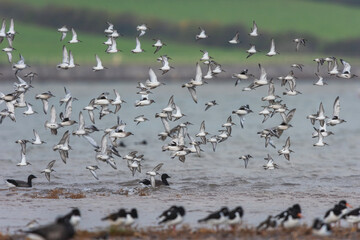 Dunlin (Calidris alpina) Knot (Calidris canutus) and Grey Plover (Pluvialis squatarola) birds in...