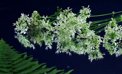 Wild carrot flowers, fern, white and green reflection on  dark background białe kwiaty dzikiej marchwi odbicie lustrzane © Anna