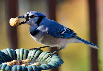 Bluejay on the fountain looking for a peanut snack