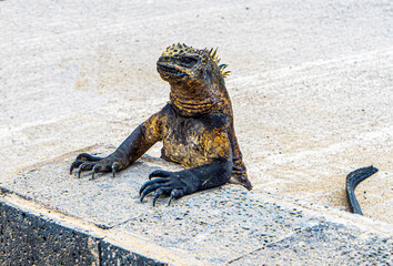 Ecuador. Galapagos. Wild living Iguanas on the San Cristobal Island