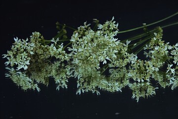 Wild carrot flowers white and green reflection on  dark background białe kwiaty dzikiej marchwi odbicie lustrzane © Anna