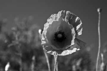 Poppy in the field at dawn  Black & White - 394465035
