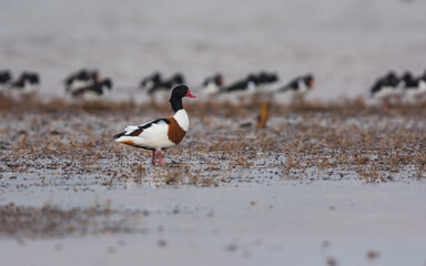 Common Shelduck (Tadorna tadorna) in environment at low tide