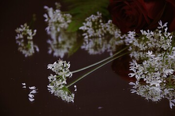 Wild carrot flowers  and red rose, white and green, reflection on  dark background białe kwiaty dzikiej marchwi odbicie lustrzane © Anna