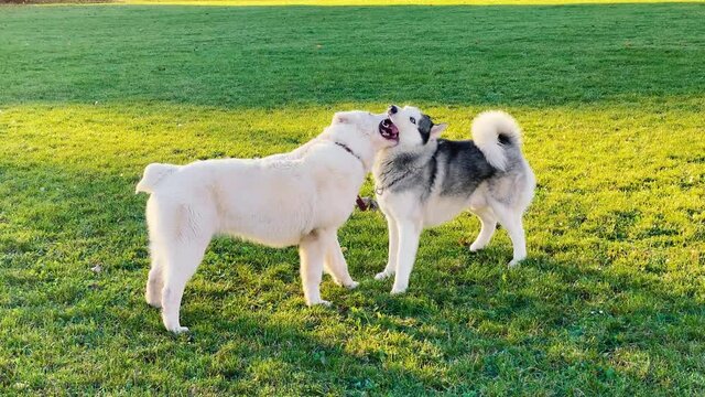 Huskies and alabai have fun in nature. Walking with dogs. Concept of love for animals. Dog walking concept.