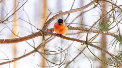 The bullfinch songbird sits on a pine branch in the winter forest. Pyrrhula pyrrhula. Bird watching in the wild.