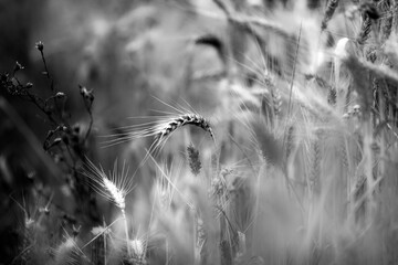 Grain field Black & White - 394465646