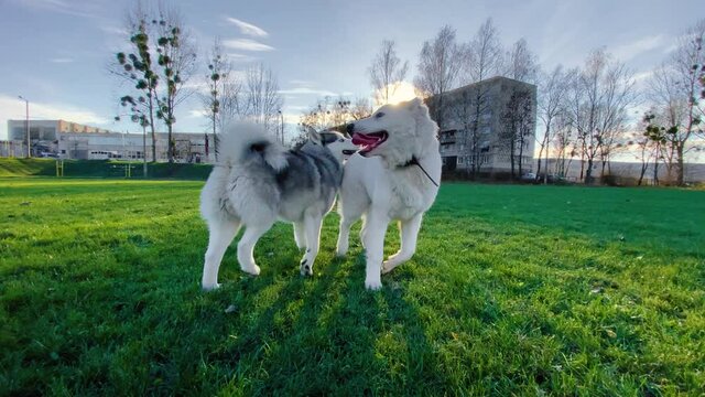 Huskies and alabai have fun in nature. Walking with dogs. Concept of love for animals. Dog walking concept.