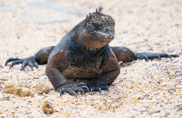 Ecuador. Galapagos. Wild living Iguanas on the San Cristobal Island