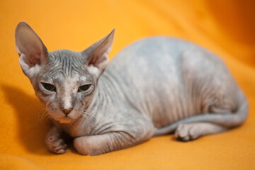 Kitten of Donskoy Sphynx sitting on an orange blanket