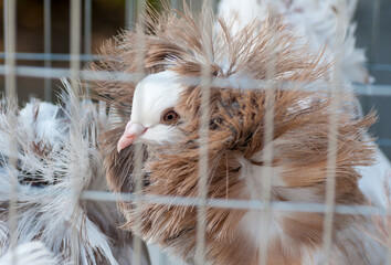 Jacobin pigeon breed at a bird show in Ukraine