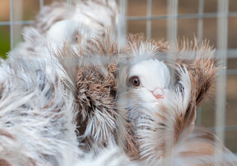 Jacobin pigeon breed at a bird show in Ukraine