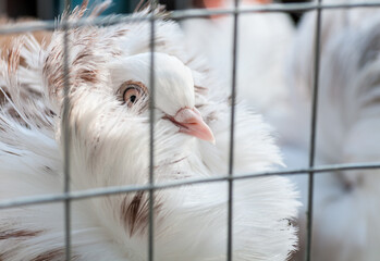 Jacobin pigeon breed at a bird show in Ukraine