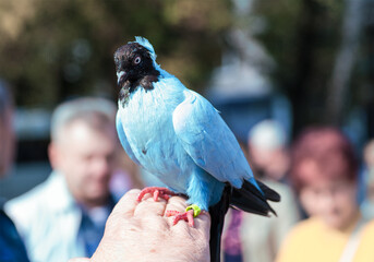 a blue dove sits on a hand at a bird exhibition in Ukraine