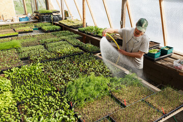 Man watering plants, Sweden
