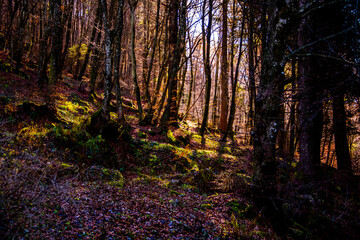 sun filtering through the woods one