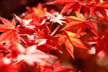 日本の秋,紅葉