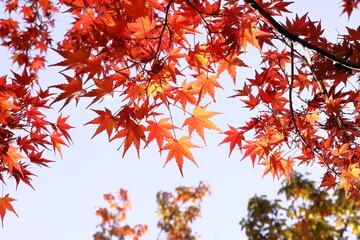 日本の秋,紅葉