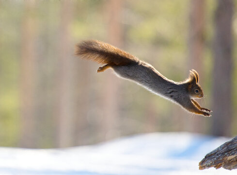 Squirrel jumping, Sweden