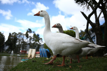 Three ducks on the lake