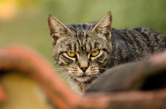 Close-up of tabby cat on the roof while giving a mean look.