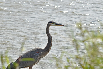 A blue heron staying alert at a reservoir