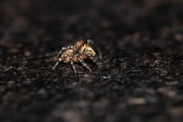 Jumping spider macro, insect details. Home wildlife safari, shot naturalistic pictures at home.
