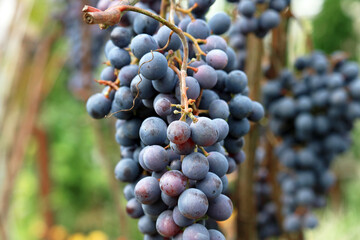 ripe bunches of grapes	