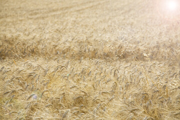 Corn and wheat fields