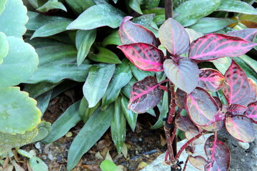 A colourful combination that makes flat ground, against a background of stones and rocks. A picture from a cold and rainy day with drops of water and sharpness.