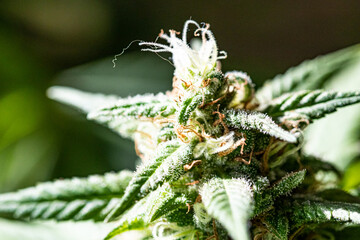 cannabis plant macro in a dutch coffee shop exposition