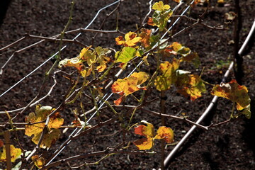 Obraz premium Growing grapes in the Jerusalem mountains leaves and stems against a background of brown. Health and love wine.