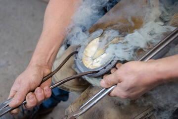 a farrier shoeing a horse