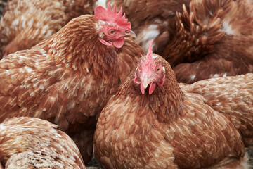 Close-up of a flock of female chicken on an organic hen farm (Gallus gallus domesticus)