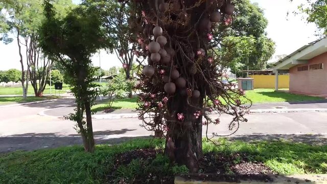 Fazendo zoom in numa &aacute;rvores chamada de Cuia-de-macaco ou Abric&oacute;-de-macaco, localizada no Parque de Exposi&ccedil;&otilde;es da Granja do Torto