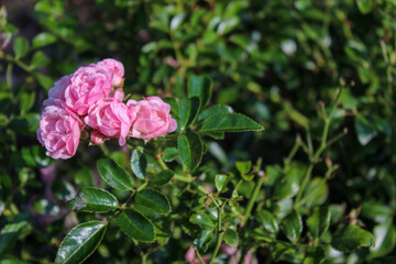 Beautiful bush of garden pink roses
