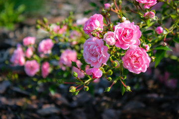 Obraz na płótnie Canvas Beautiful bush of garden pink roses