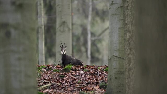 Chamois lying on the ground. Lazy chamois in the forest. Wild chamois check my spot. 