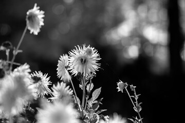 Flowering meadow  Black & White - 394471686